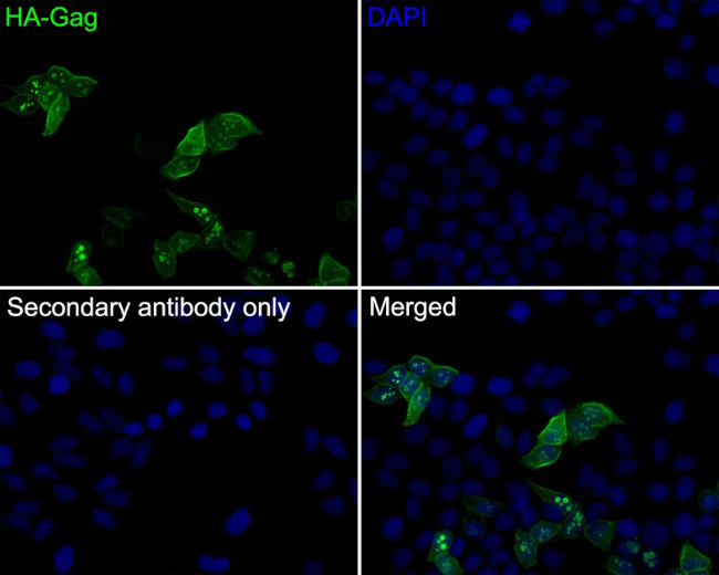HA Tag Antibody in Immunocytochemistry (ICC/IF)