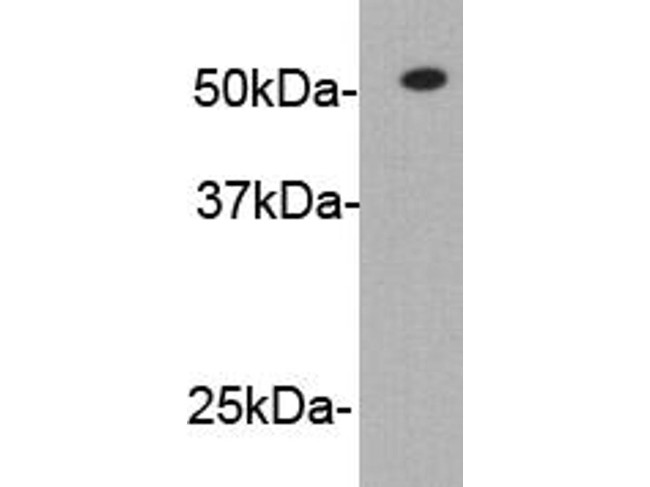 Rabbit IgG Heavy chain Antibody in Western Blot (WB)