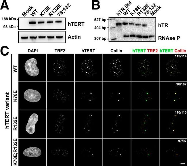 mCherry Monoclonal Antibody (16D7) (M11217)