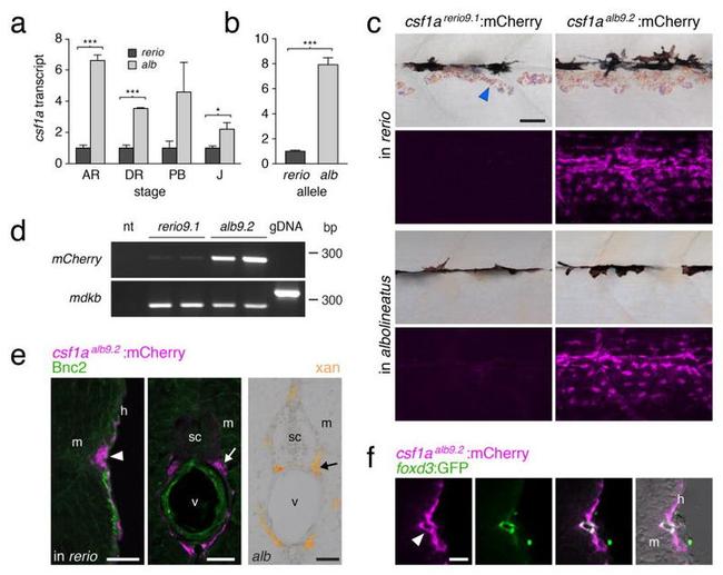 mCherry Monoclonal Antibody (16D7) (M11217)