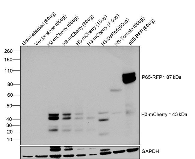 mCherry Monoclonal Antibody (16D7) (M11217)
