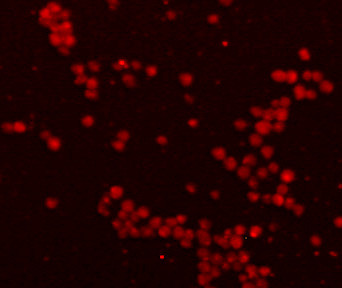 GFP Antibody in Immunocytochemistry (ICC/IF)