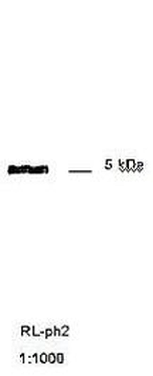 M13 phage coat protein g8p Antibody in Western Blot (WB)