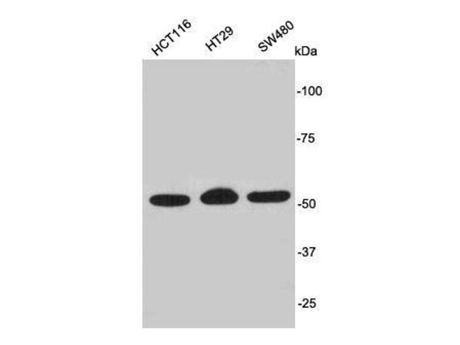 PODXL Antibody in Western Blot (WB)