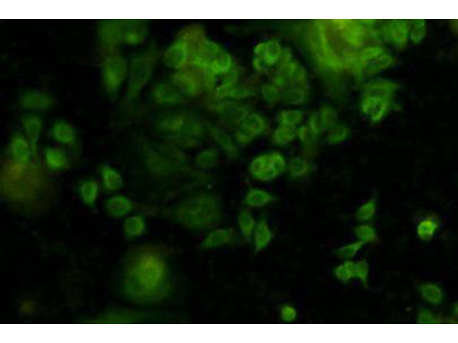 STAT1 Antibody in Immunocytochemistry (ICC/IF)