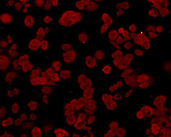GRP78 BiP Antibody in Immunocytochemistry (ICC/IF)