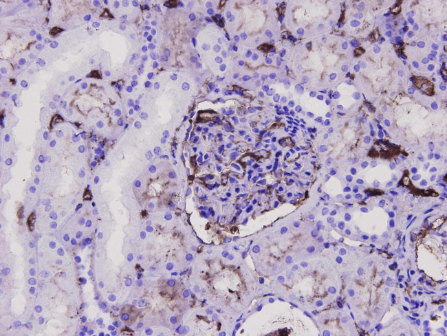 CD34 Antibody in Immunohistochemistry (Paraffin) (IHC (P))
