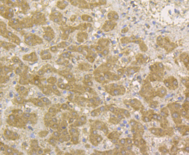 Transferrin Monoclonal Antibody (A11-A3) (M1510-15)