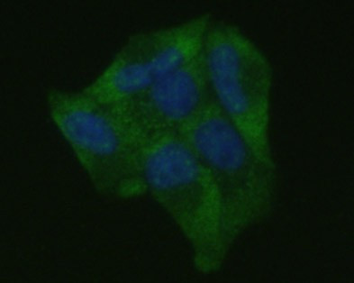 ICAM-1 Antibody in Immunocytochemistry (ICC/IF)