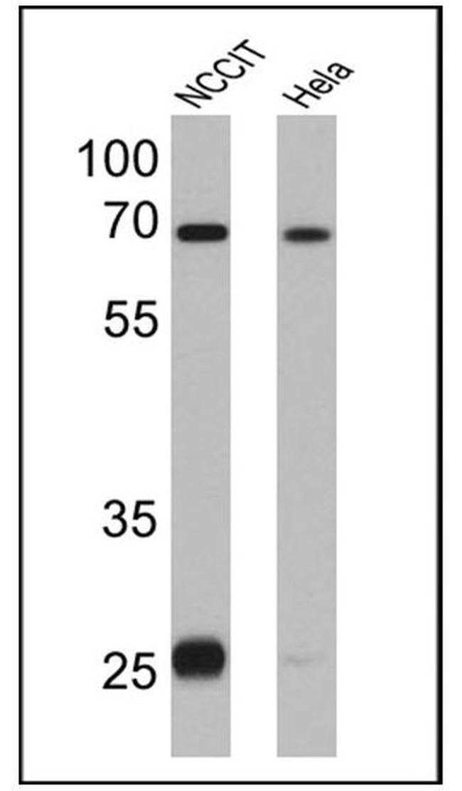 LIN28A Antibody in Western Blot (WB)