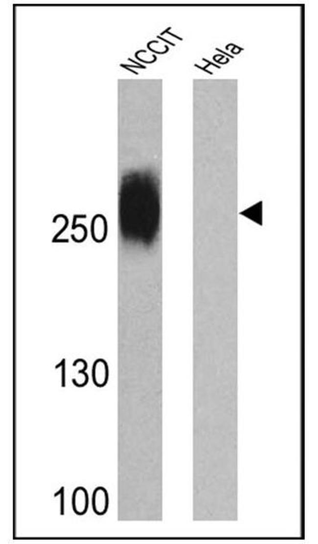 TRA-1-81 Antibody in Western Blot (WB)