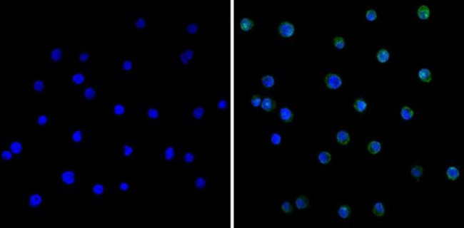 SERPINA3G Antibody in Immunocytochemistry (ICC/IF)