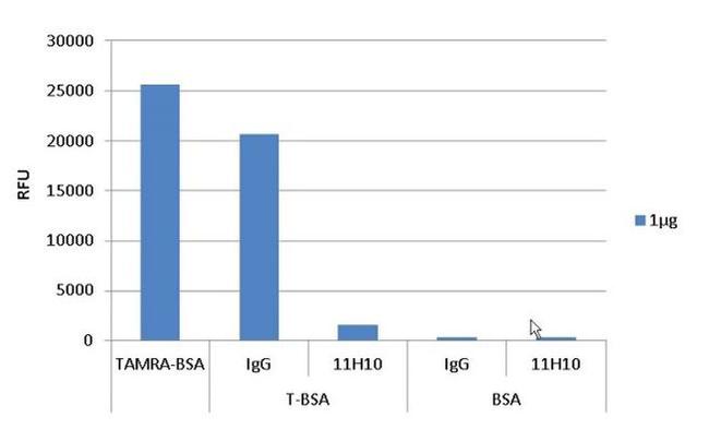TAMRA Antibody in Fluorescent Quenching (FQ)