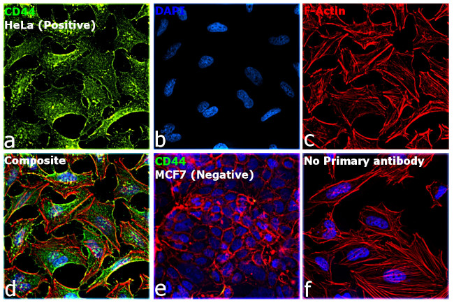 CD44 Antibody in Immunocytochemistry (ICC/IF)