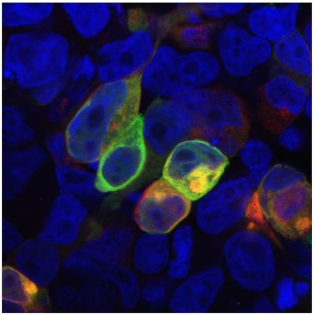 PRR7 Antibody in Immunocytochemistry (ICC/IF)