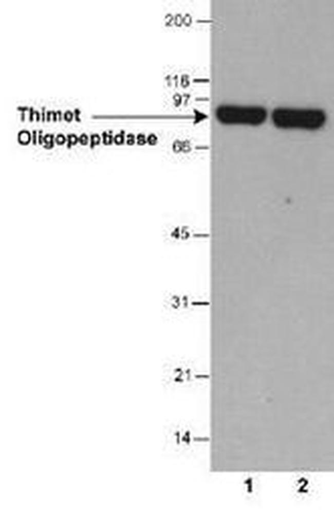 Thimet Oligopeptidase Antibody in Western Blot (WB)