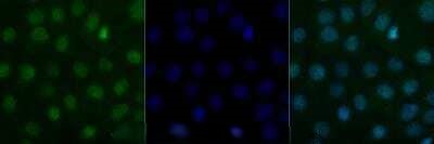 Blimp-1 Antibody in Immunocytochemistry (ICC/IF)