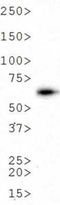 Firefly luciferase Antibody in Western Blot (WB)