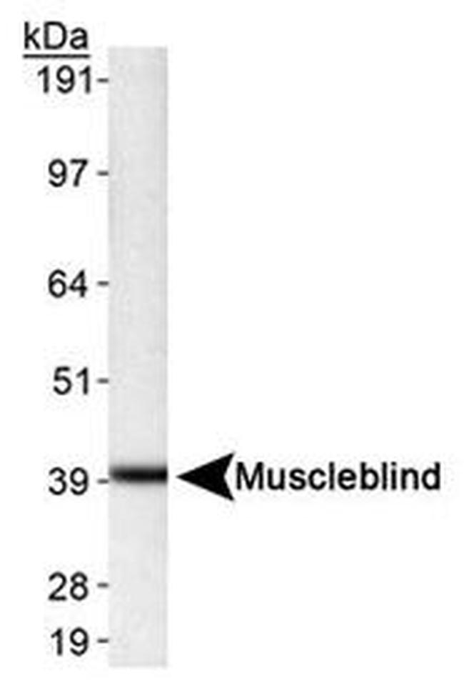 MBNL1 Antibody in Western Blot (WB)