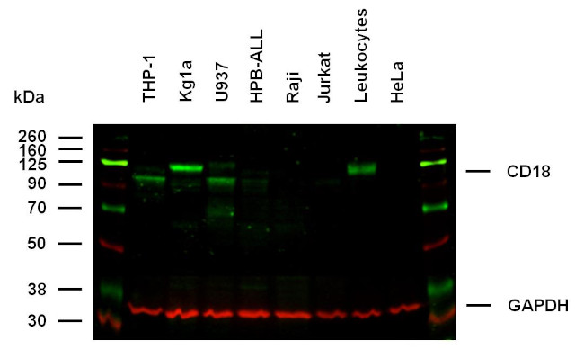 CD18 Antibody in Western Blot (WB)