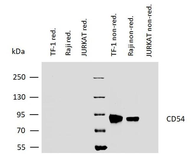 ICAM-1 Antibody in Western Blot (WB)