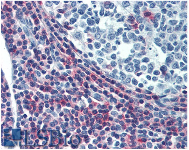 ICAM-3 Antibody in Immunohistochemistry (Paraffin) (IHC (P))