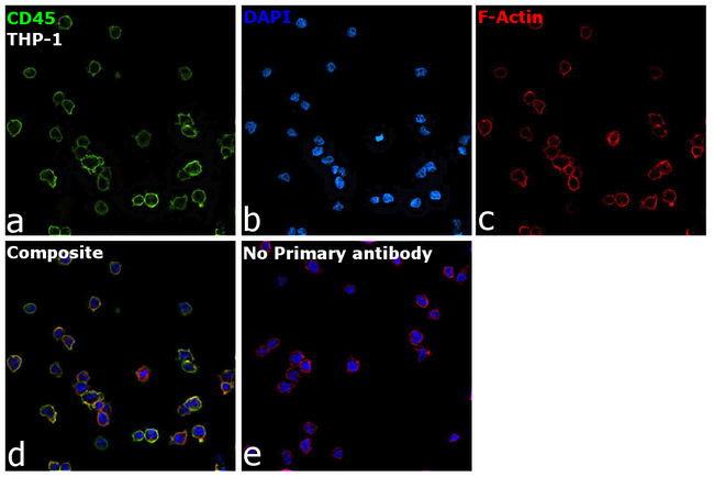 CD45 Antibody in Immunocytochemistry (ICC/IF)