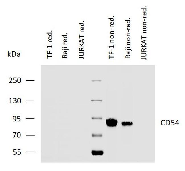 ICAM-1 Antibody in Western Blot (WB)