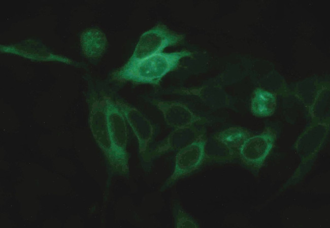 alpha Tubulin Antibody in Immunocytochemistry (ICC/IF)
