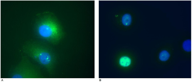 DAXX Antibody in Immunocytochemistry (ICC/IF)