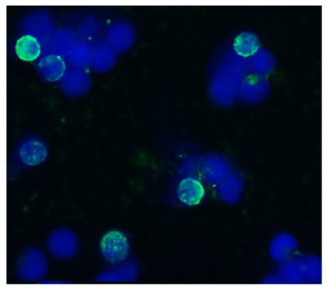 CD45R Antibody in Immunocytochemistry (ICC/IF)