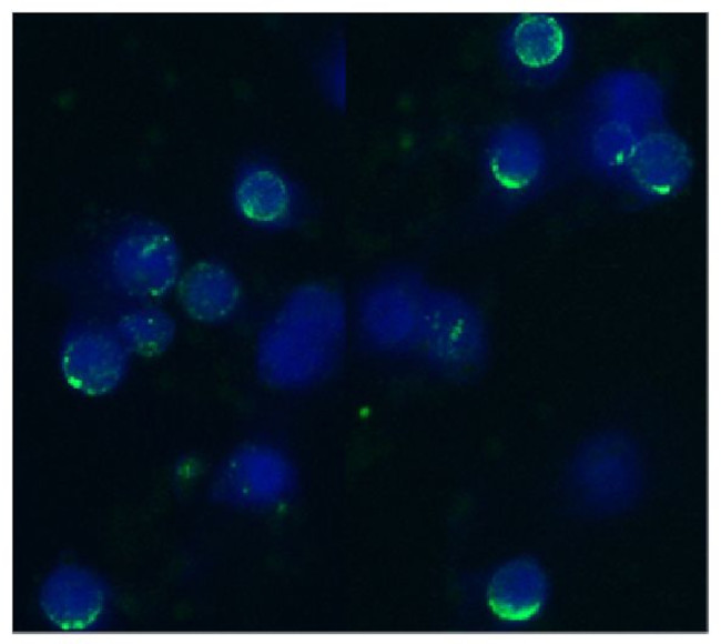 CD62L Antibody in Immunocytochemistry (ICC/IF)