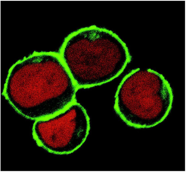 NTAL Antibody in Immunocytochemistry (ICC/IF)