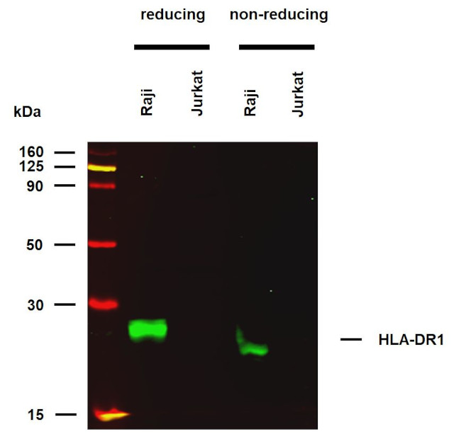 HLA-DR1 Antibody in Western Blot (WB)