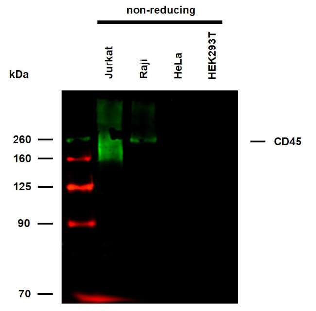 CD45 Antibody in Western Blot (WB)