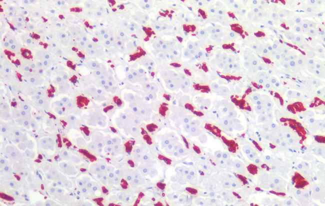 CD235a Antibody in Immunohistochemistry (Paraffin) (IHC (P))