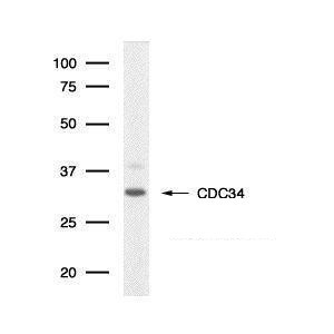 Cdc34 Antibody in Western Blot (WB)