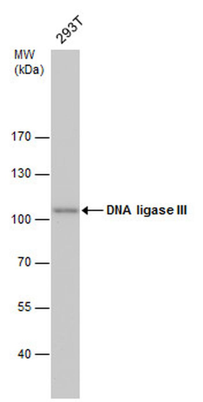 DNA Ligase III Antibody in Western Blot (WB)
