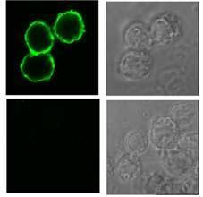 BAFF (soluble) Antibody in Immunocytochemistry (ICC/IF)