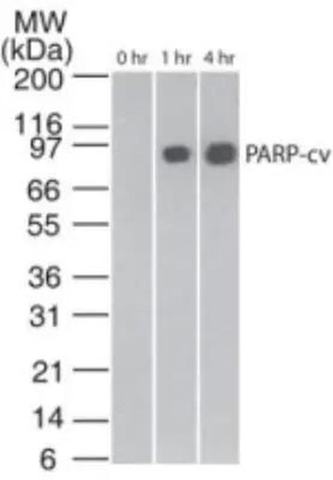PARP1 (cleaved Asp214, Asp215) Antibody in Western Blot (WB)