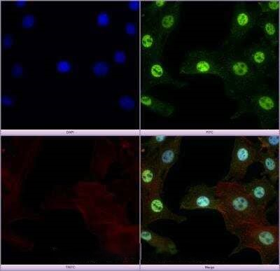 MBD1 Antibody in Immunocytochemistry (ICC/IF)