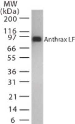 Anthrax Lethal Factor Antibody in Western Blot (WB)