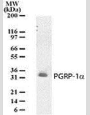 PGRP-1a Antibody in Western Blot (WB)