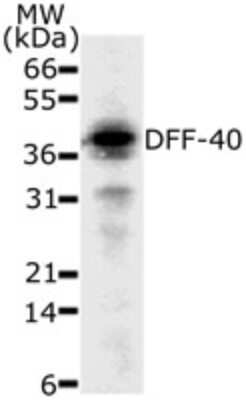 DFFB Antibody in Western Blot (WB)