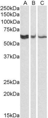 RAP1 Antibody in Western Blot (WB)