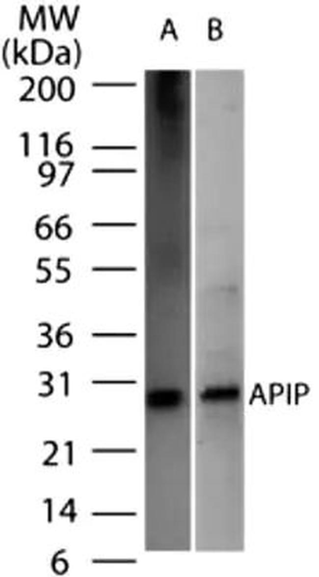 APIP Antibody in Western Blot (WB)