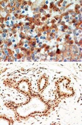 Caspase 8 Antibody in Immunohistochemistry (Paraffin) (IHC (P))