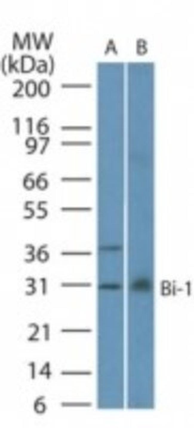 Bi-1 Antibody in Western Blot (WB)