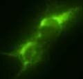 GLT-1 Antibody in Immunocytochemistry (ICC/IF)