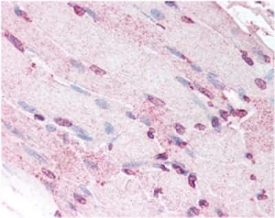 Defensin 5 Antibody in Immunohistochemistry (Paraffin) (IHC (P))